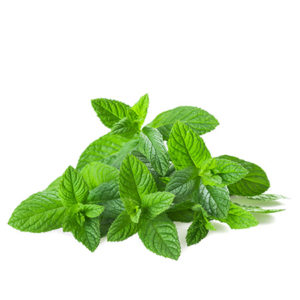 Extraits de menthe